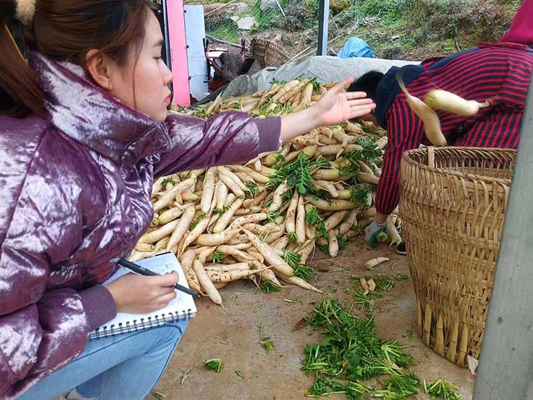 挑選好的新鮮蘿卜運往外地。蒼溪縣融媒體中心供圖