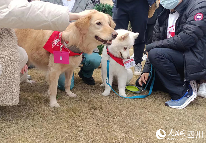 治疗犬等候参与治疗的下一步指令。吴舒婷摄