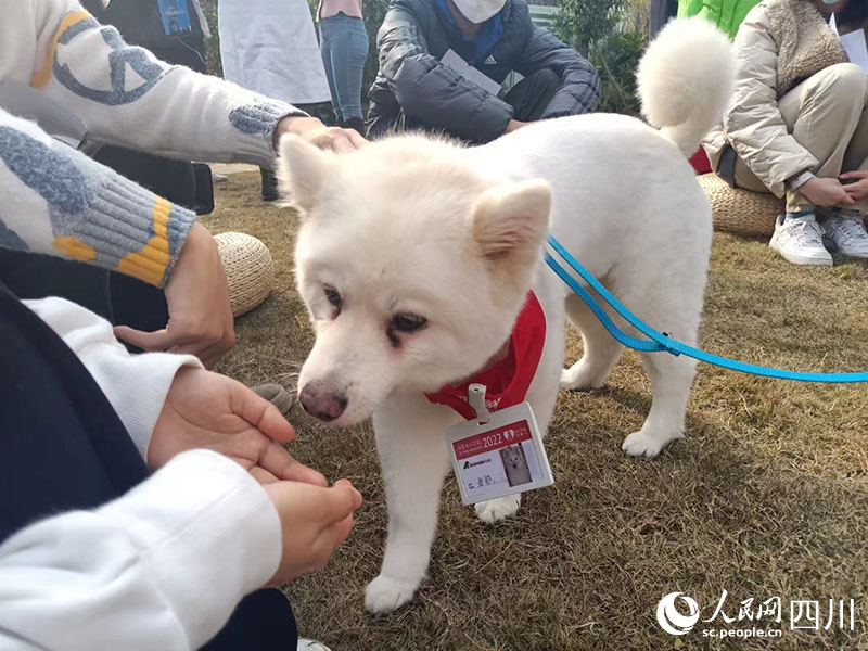 治疗犬与大家进行互动。吴舒婷摄