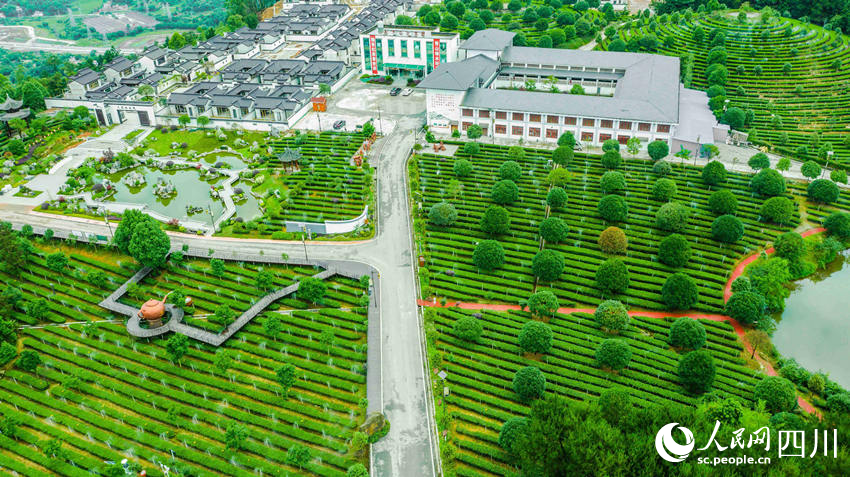 航拍高县来复镇大雁岭的早白尖生态茶园基地。罗景萍摄