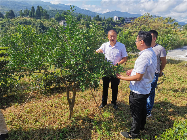 陈志友博士在推广柑橘种植技术。建行四川省分行供图