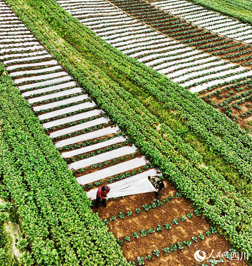 村民在錦屏鎮中壩社區蔬菜種植基地勞作。劉永紅攝