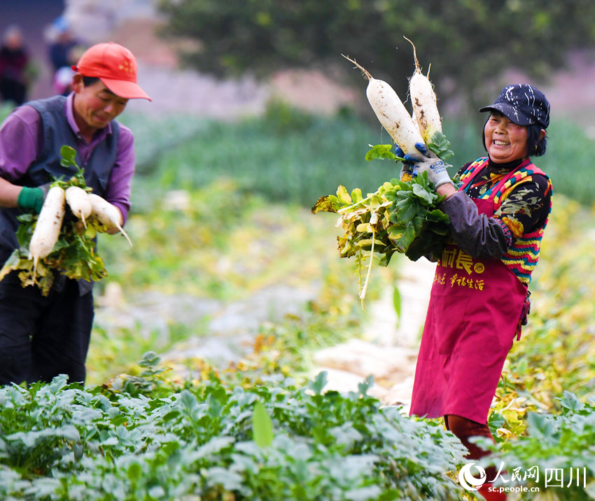 錦屏鎮中壩社區蔬菜種植基地內村民正忙著採收蘿卜。汪澤民攝