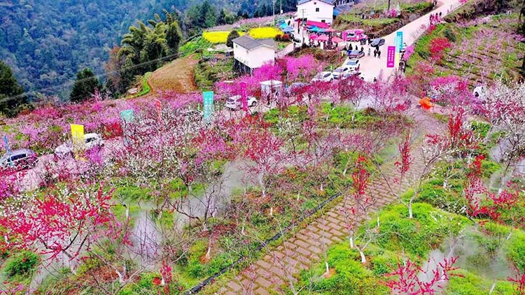 盛开的桃花。苍溪县委宣传部供图