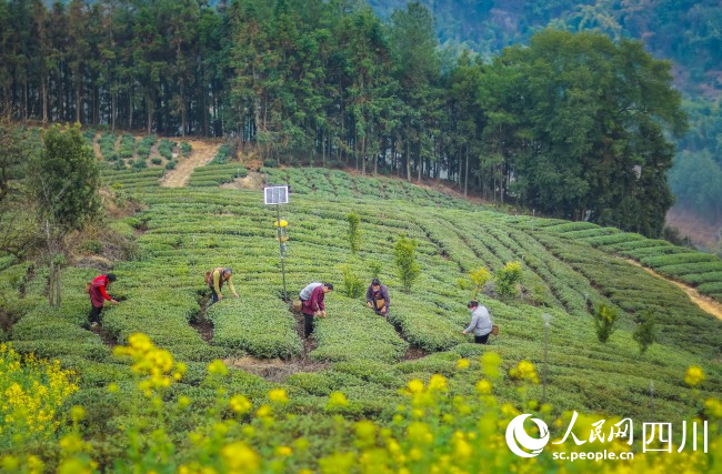 茶农正在采摘茶叶。宋姿熠摄