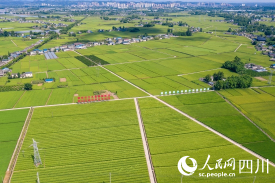 航拍眉山市彭山区成片的高标准农田。翁光建摄