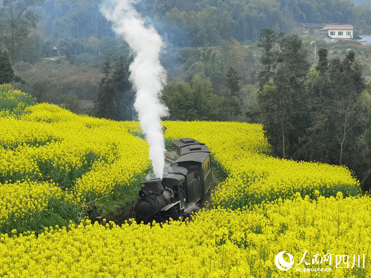 小火车在油菜地里行驶。人民网 王波摄