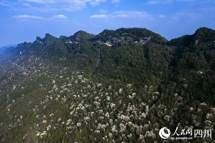 大剑山上的樱花。李自公摄