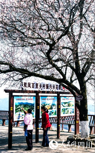 市民在樱花树下看发展蓝图。李自公摄