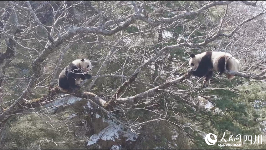 正在树上的两只成年大熊猫。孟昱摄