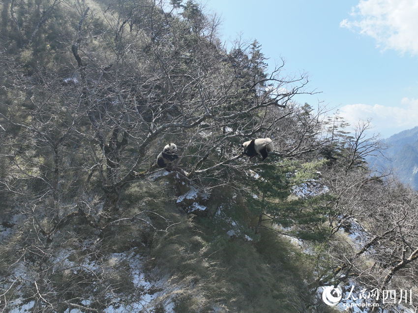 正在树上的两只成年大熊猫。胡明中摄