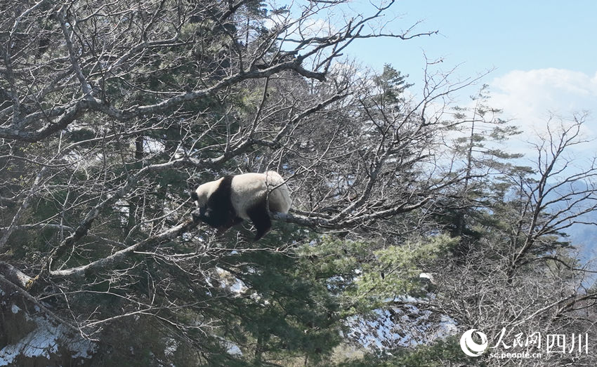 正在树上晒太阳的大熊猫。胡明中摄