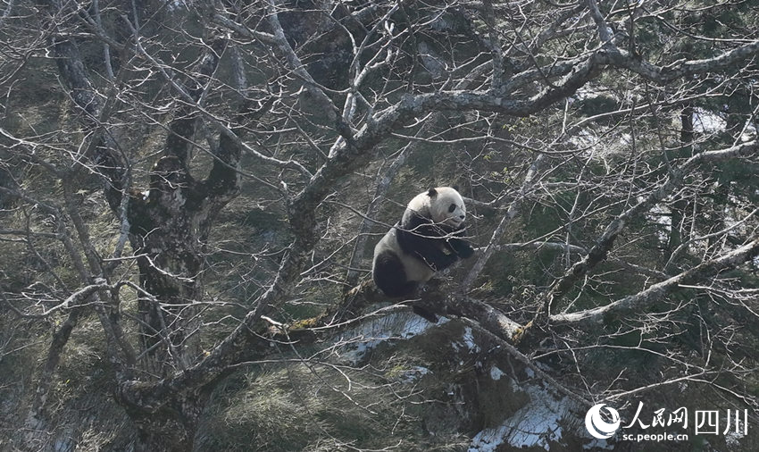 正在往树上爬的大熊猫。胡明中摄