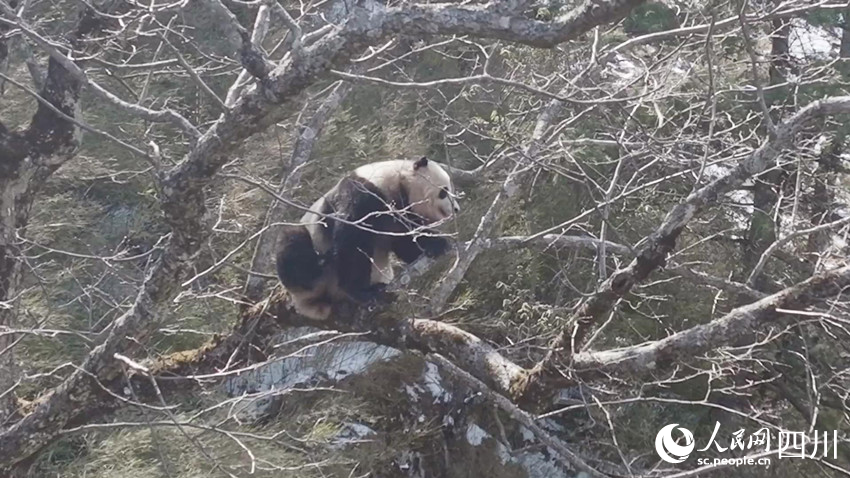 正在一步一步向树上爬去的雄性大熊猫。孟昱摄
