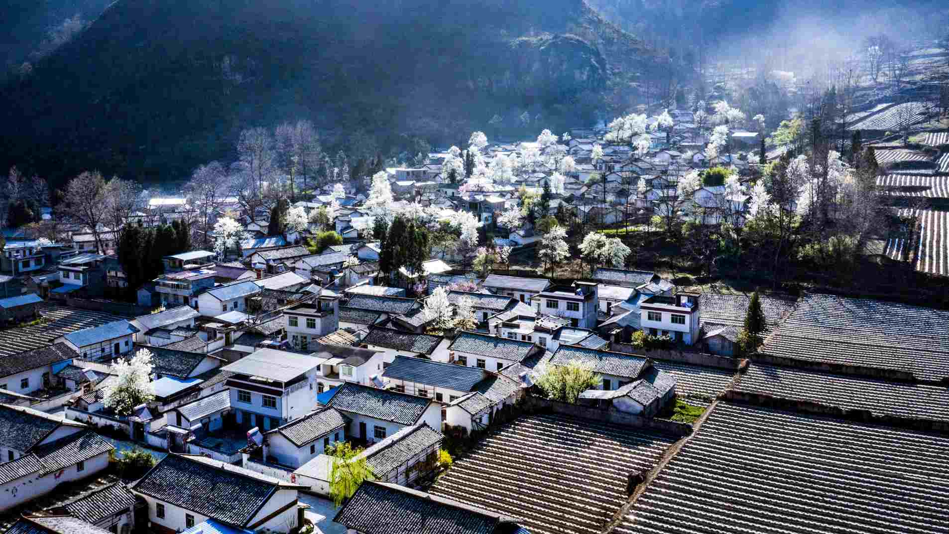 南箐镇梨花。越西县文广旅游局供图