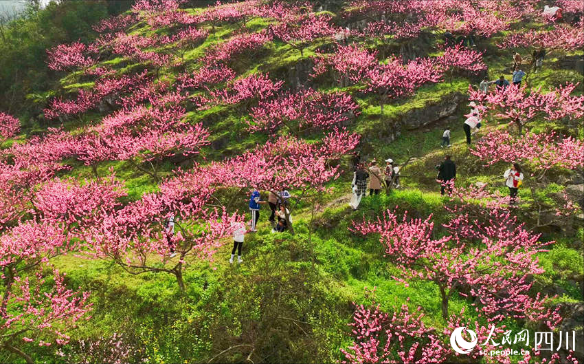 四方村漫山遍野的桃花。朱海燕攝
