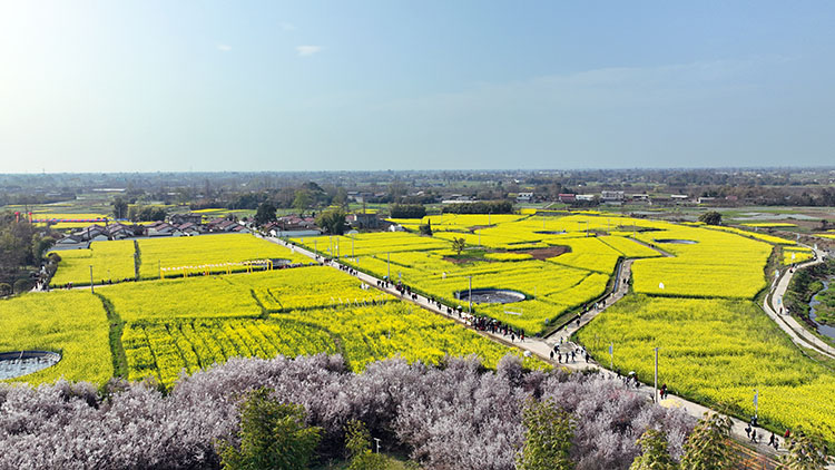 盛開的油菜花和桃花。什邡市融媒體中心供圖