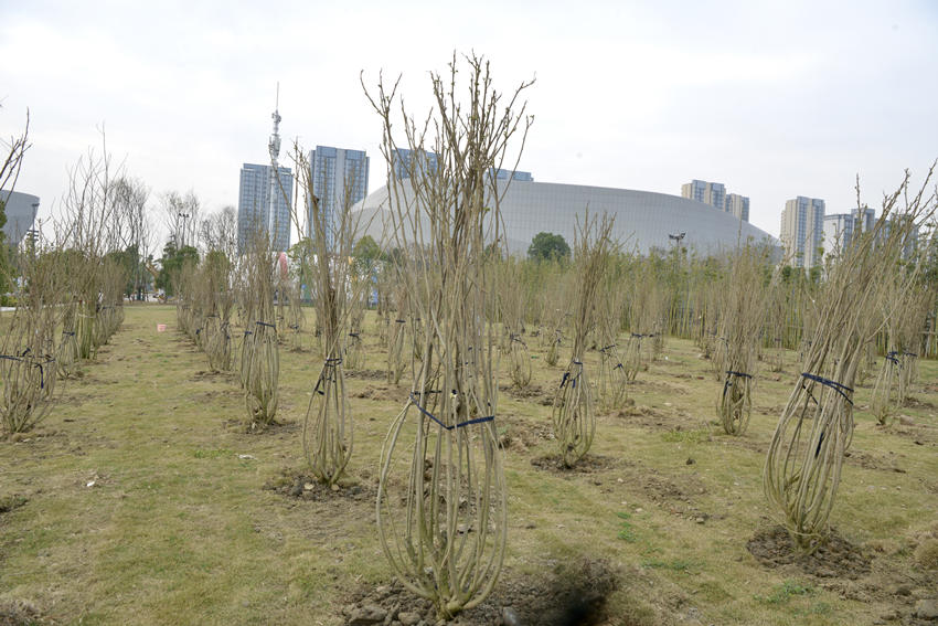 种植的树苗。高新区生态环境和城市管理局供图