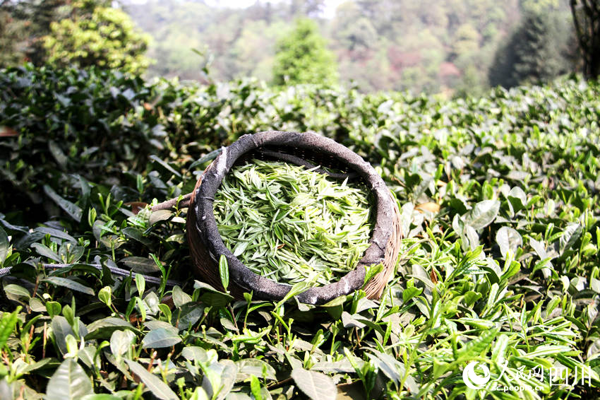 茶農採摘的新茶。陳曉芳攝