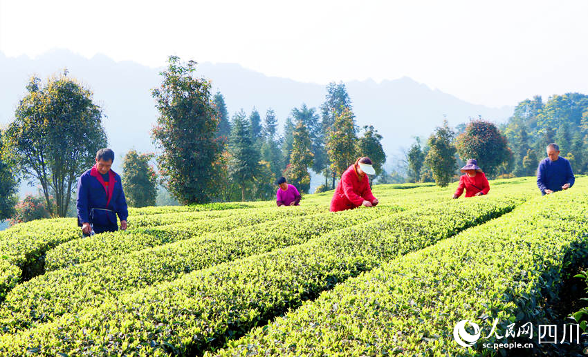 茶農們正在採摘茶葉。陳曉芳攝