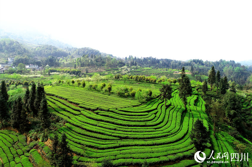 航拍高县标准化生态茶园。陈晓芳摄