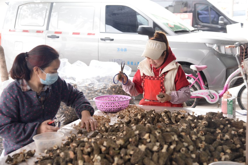 圖為工人分揀羊肚菌。金堂縣委宣傳部供圖