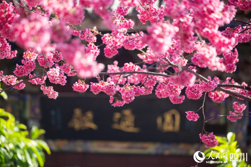 盛开的樱花。文雅摄