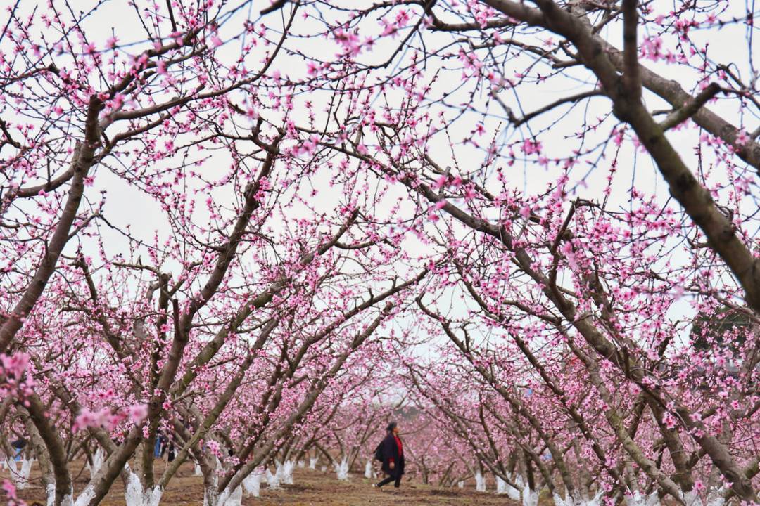 观赏桃花组成的“桃林”