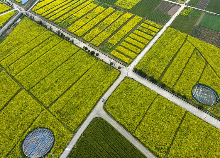 盛开的油菜花。什邡市委宣传部供图