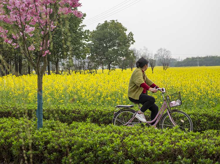 市民骑车赏花。什邡市委宣传部供图