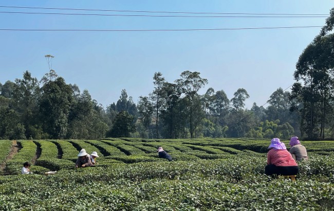 大树村采茶。张庆麟供图