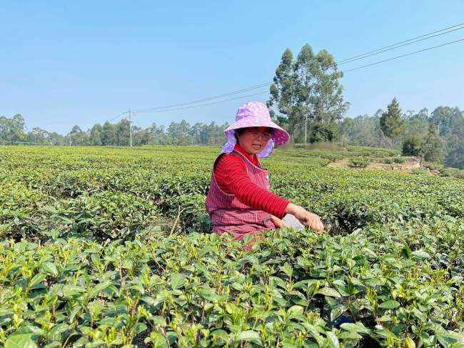 采茶人。张庆麟供图