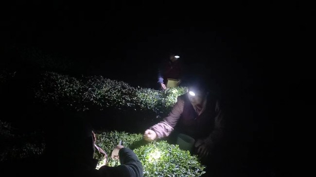 晚上摘茶。张庆麟供图