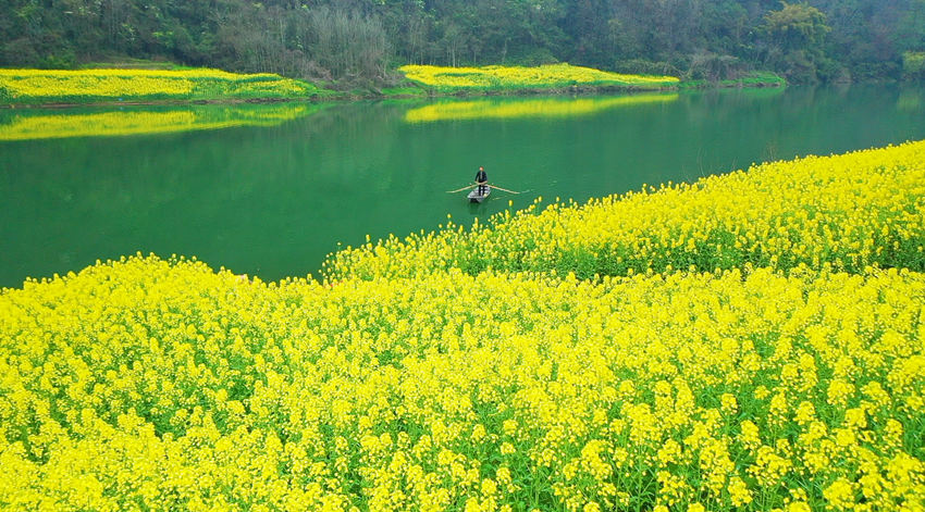 四川万源油菜花开春意浓，田园风景美如画。万源市融媒体中心供图
