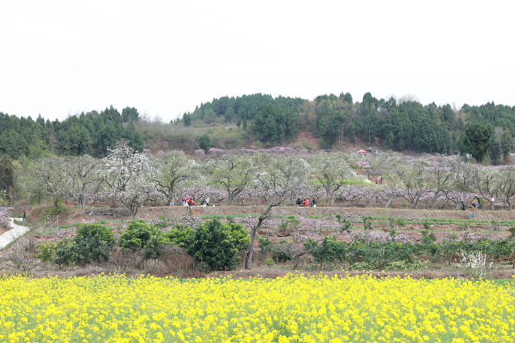 盛开的桃花、菜花。广汉市融媒体中心供图