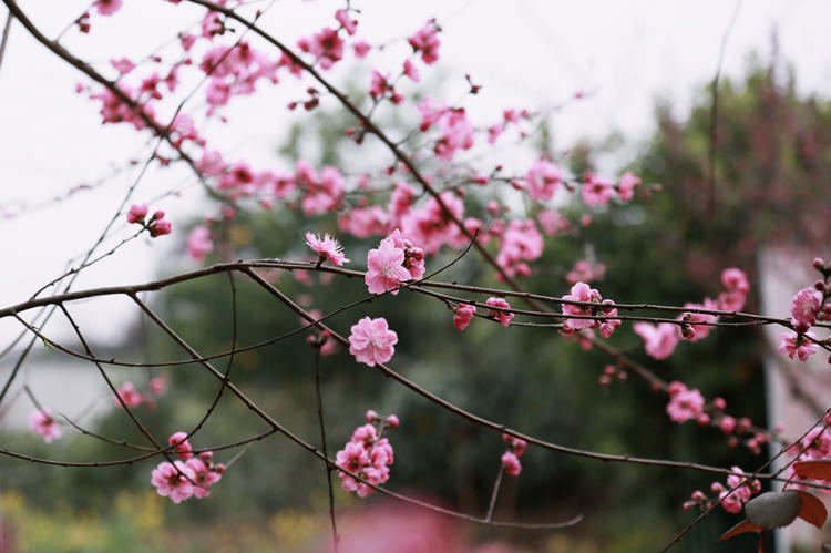 盛开的桃花。广汉市融媒体中心供图