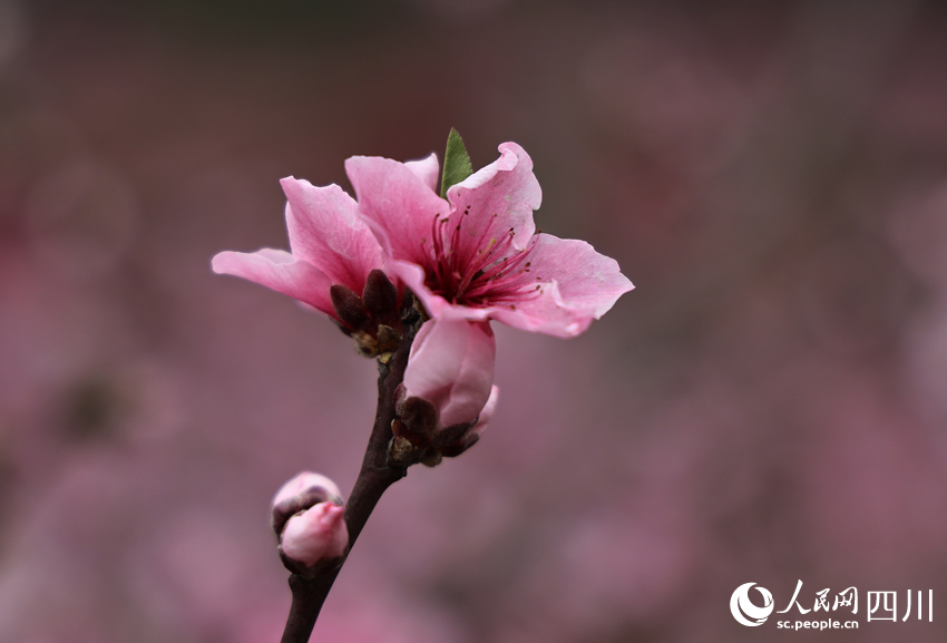龍泉桃花已盛開。向競秋攝