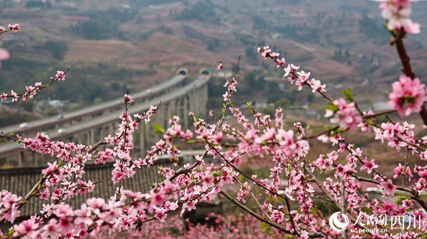 桃花春色暖先開。向競秋攝