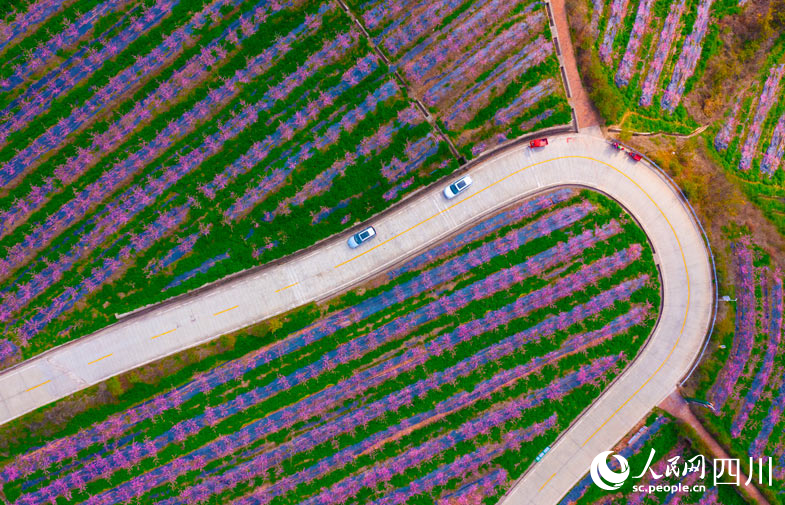 桃花圍繞著公路。張君攝