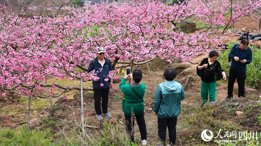 在花中拍照的游客。向競秋攝