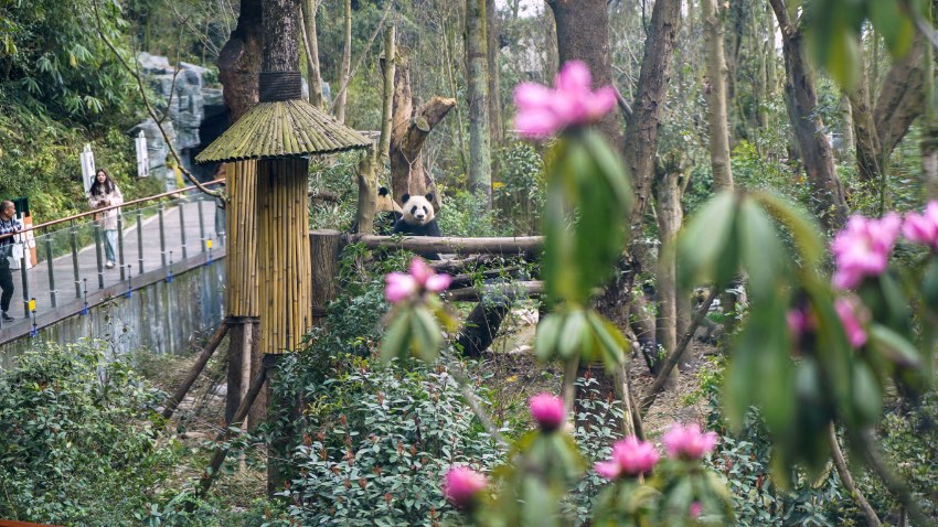 游客可在熊貓谷看大熊貓、賞杜鵑花。成都大熊貓繁育研究基地供圖