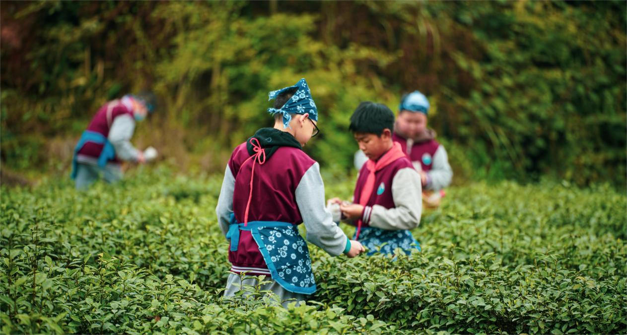 茶农在茶园忙碌。纳溪区委宣传部供图