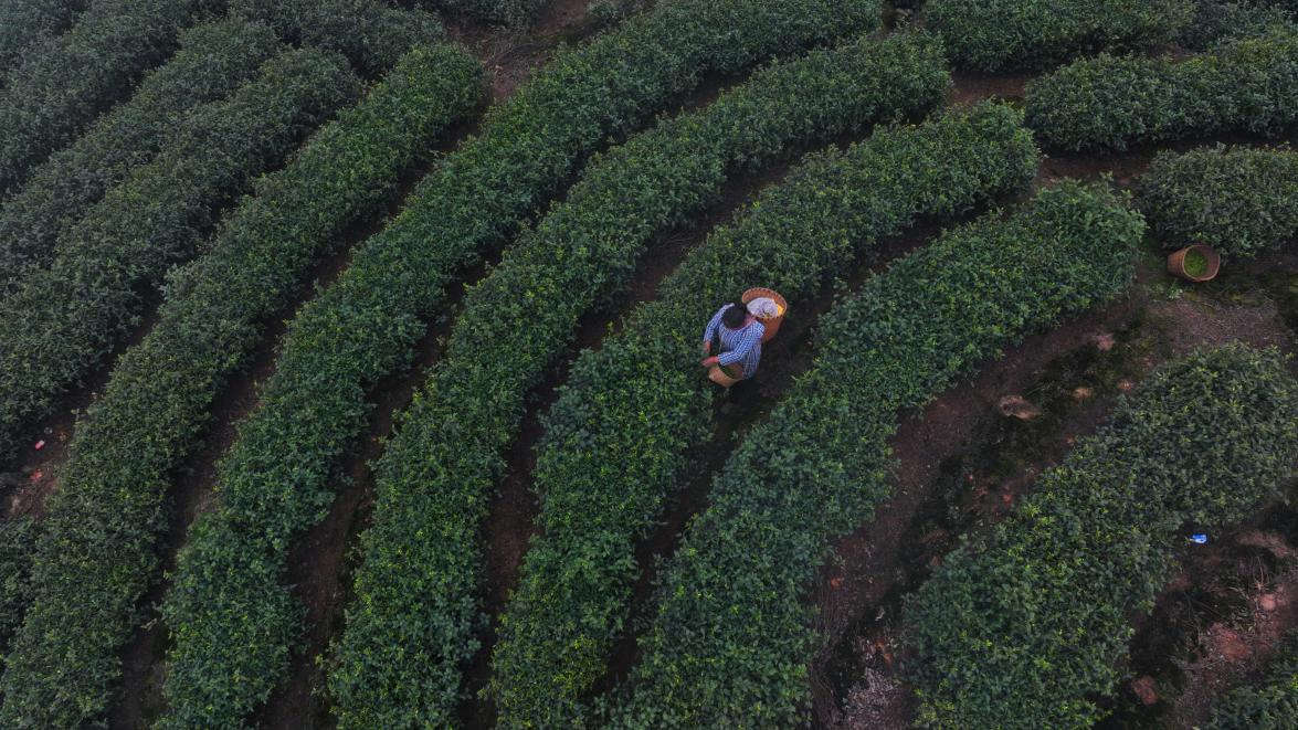 茶农在茶园忙碌。纳溪区委宣传部供图