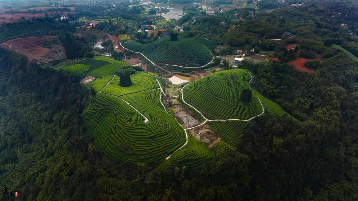 纳溪区护国镇梅岭村万亩亿元茶园示范基地。纳溪区委宣传部供图