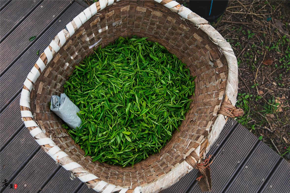 新鲜采摘的茶叶。纳溪区委宣传部供图