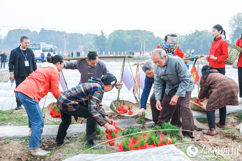 村民在挑秧头。李贵平摄