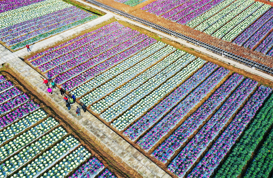 四川泸州：姹紫嫣红 农业园区变景区