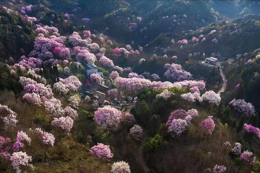 万亩辛夷花开成海。江油市委宣传部供图
