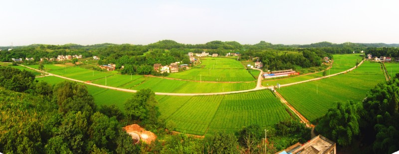 简阳市沱东生态农场粮油大地景观。
