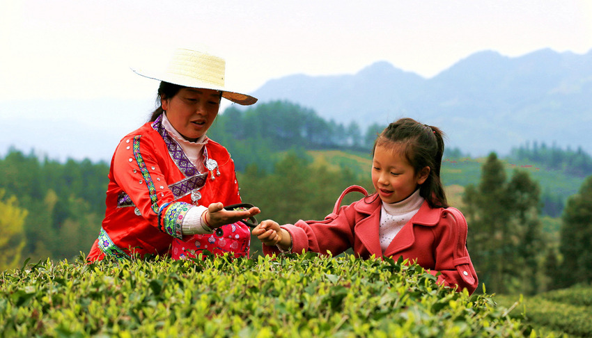 茶農正在給孩子講解採摘新芽流程。陳天波攝 